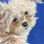 Pooka the dog